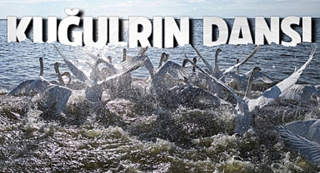 Kışın Büyüleyen Manzara: Kızılırmak Deltası'nda Kuşların Dansı