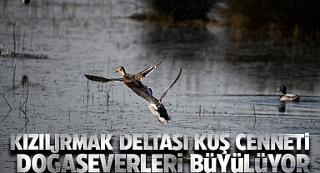 Kızılırmak Deltası Kuş Cenneti 2023'te 100 Bin Ziyaretçi Ağırladı: 2024 Hedef Daha Yüksek!