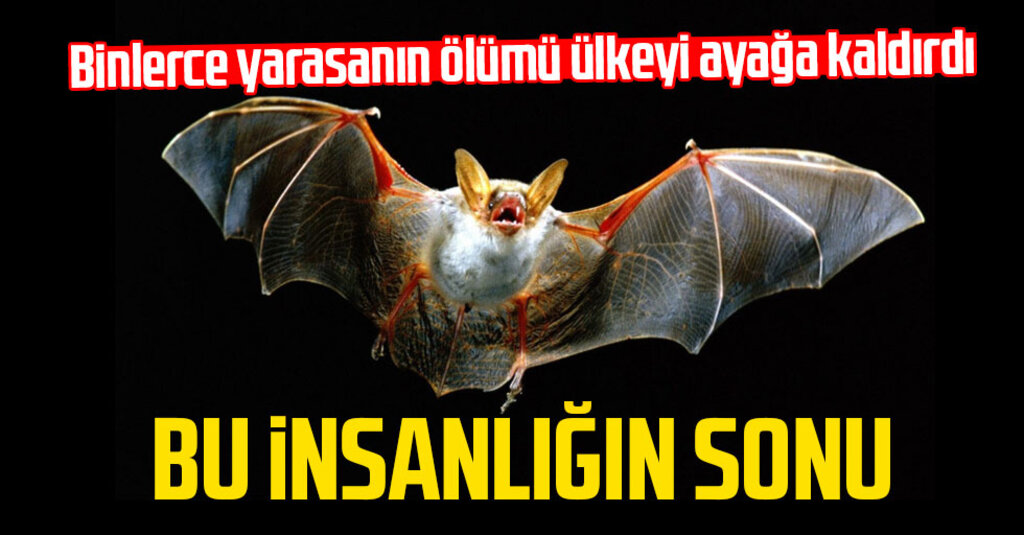 İsrail’de Korkutan Görüntüler: Binlerce Ölü Yarasa Parklarda Ortaya Çıktı