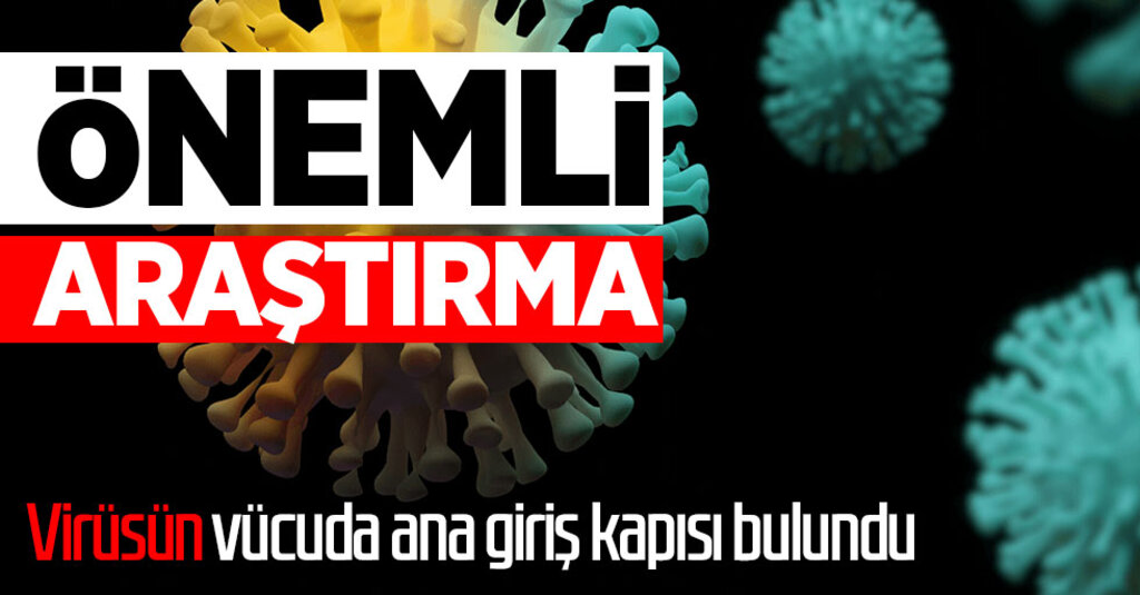 Önemli araştırma: Koronavirüsün vücuda ana giriş kapısı bulundu