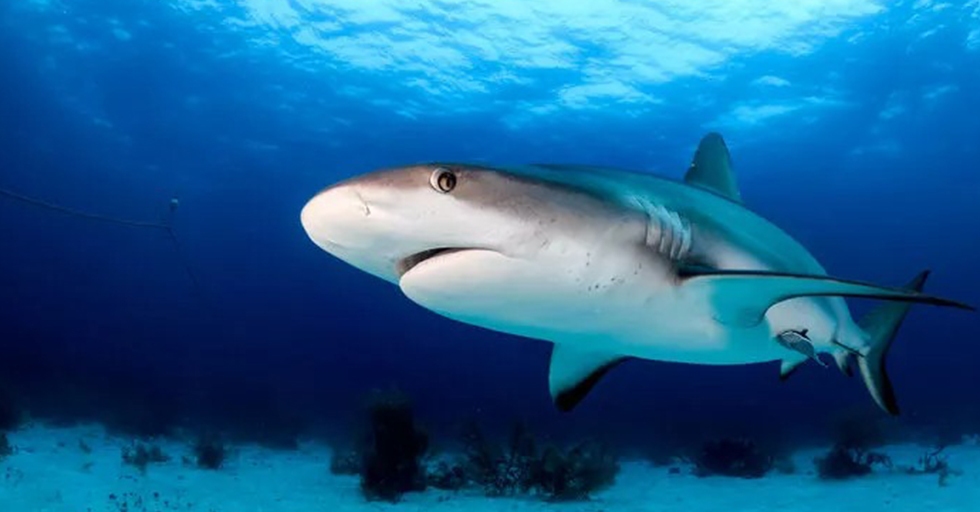 Her şerde bir hayır! ''Köpek balığı saldırısı beni kanserden ölmekten kurtardı''