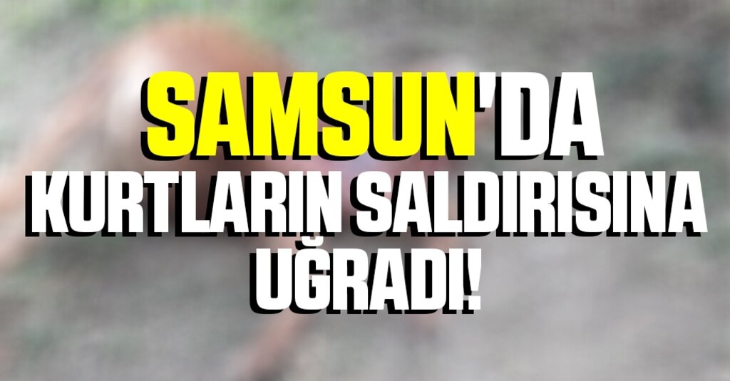 Samsun'da Kurtların Saldırısına Uğradı! 1 Ayda 2 Hayvanını Kaybetti
