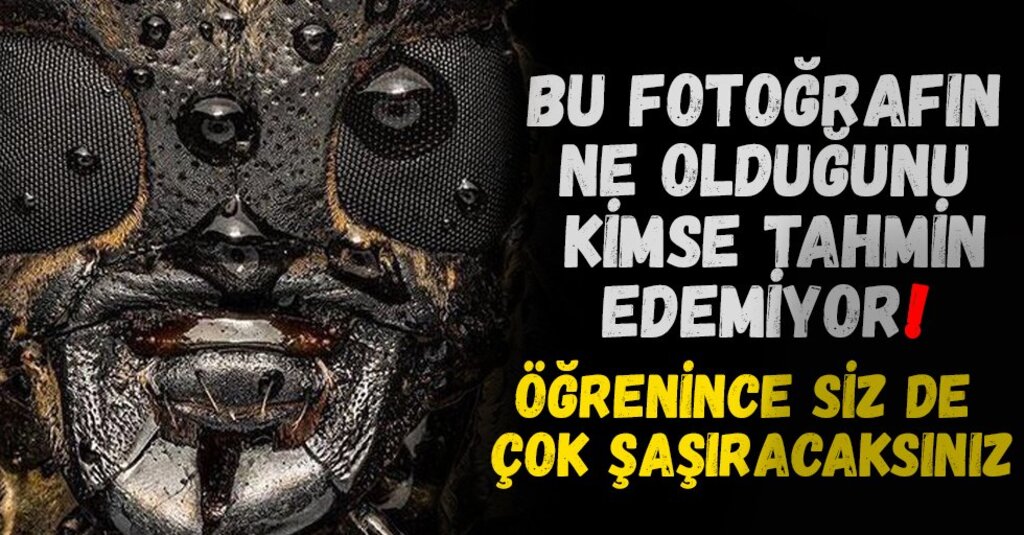 Sosyal Medyada Viral Olan Fotoğraf: Meğerse Teke Böceğinin Yakın Haliymiş!