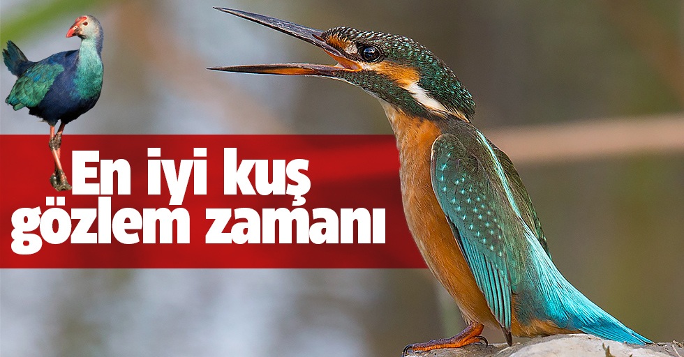 Samsun'da En iyi kuş gözlem zamanı