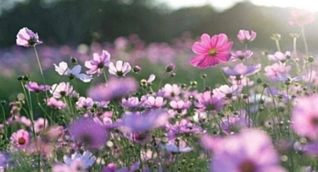 İlk cemre düştü mü 2023? 1. cemre düştü mü? Cemre nereye düşüyor? Cemre ne zaman düşecek?