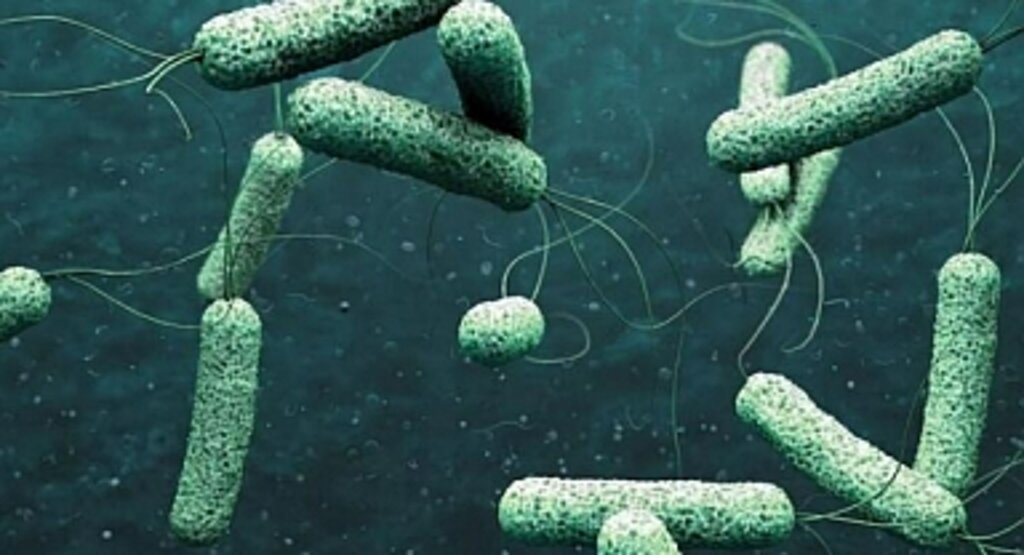 Kolera nedir, ölümcül müdür? Kolera hastalığı neden olur, belirtileri nelerdir, nasıl bulaşır? Kolera hastalığının tedavisi var mı?