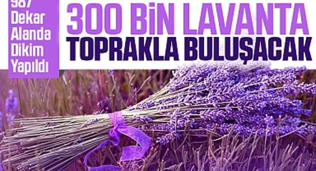 Samsun'da 300 bin lavanta toprakla buluşacak