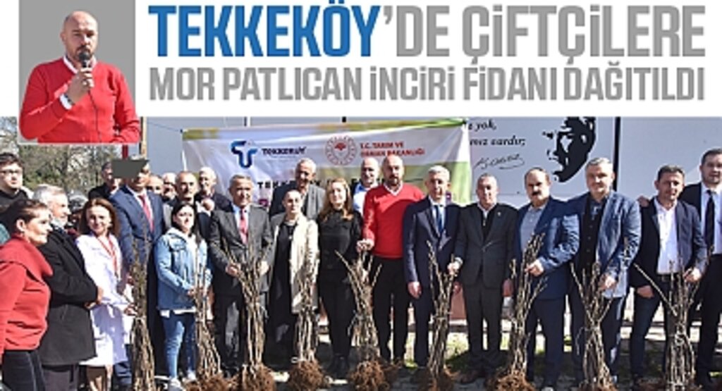 Tekkeköy'de çiftçilere mor patlıcan inciri fidanı dağıtıldı