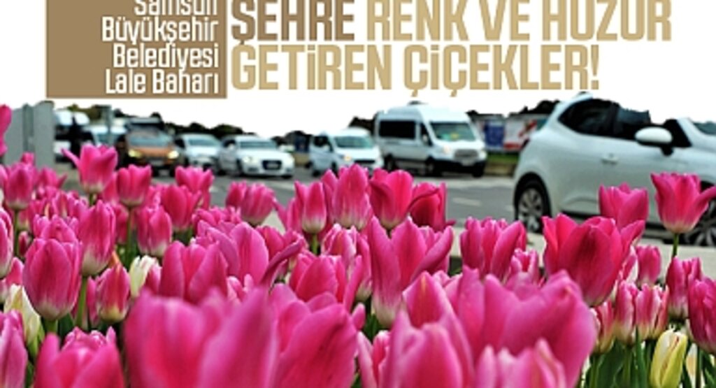 Samsun Büyükşehir Belediyesi, Lale Baharı: Şehre Renk ve Huzur Getiren Çiçekler!