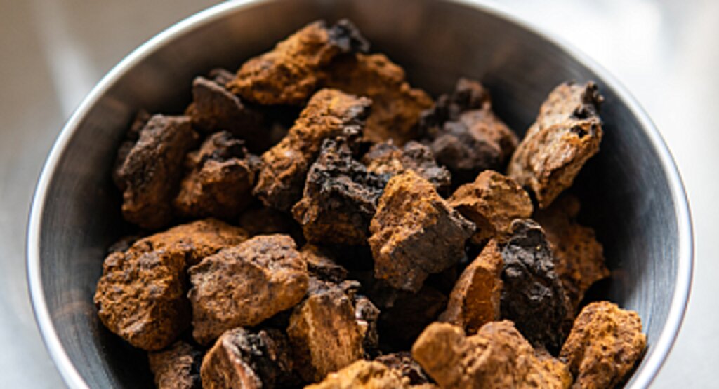 Dişbudak Mantarı Chaga: Şifalı Etkileriyle Bilinmeyen Bir Mucize