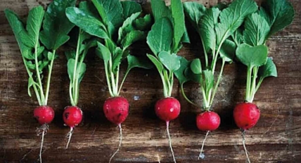 Kırmızı Turpun Faydaları Nelerdir? Bağışıklığı Güçlendiriyor, Karaciğeri Koruyor