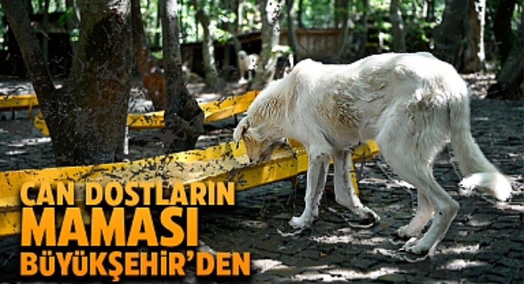 Samsun Büyükşehir Belediyesi’nden Sokak Hayvanlarına Destek: Mama Üretim Tesisi 1690 Ton Mama Üretti