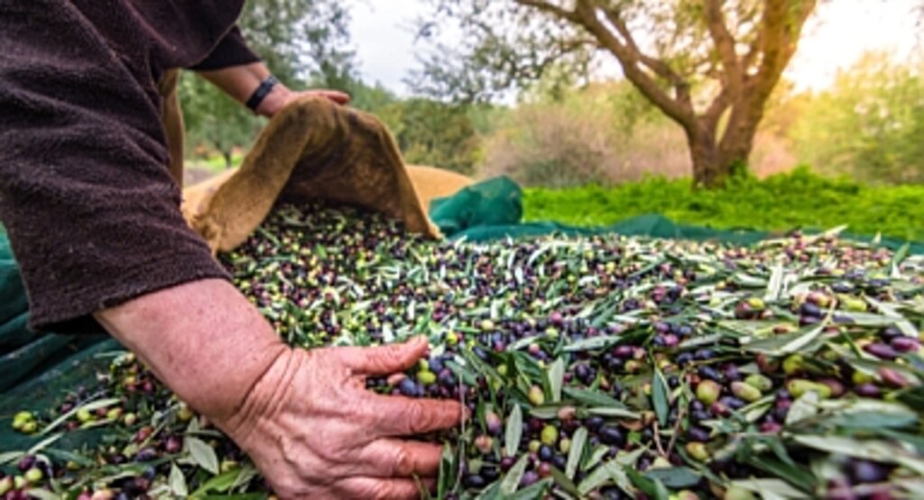 Zeytin İhracatında Türkiye Rekor Kırdı: 184 Milyon Dolarlık Sofralık Zeytin İhracatıyla Cumhuriyet Tarihinde Zirve!