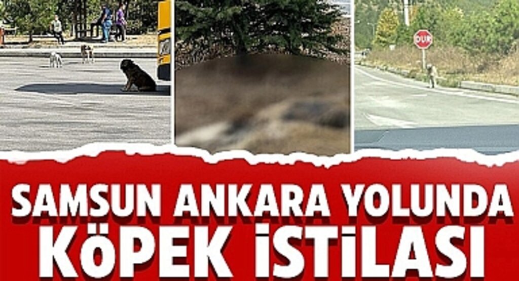 Samsun Ankara Yolunda Köpek İstilası