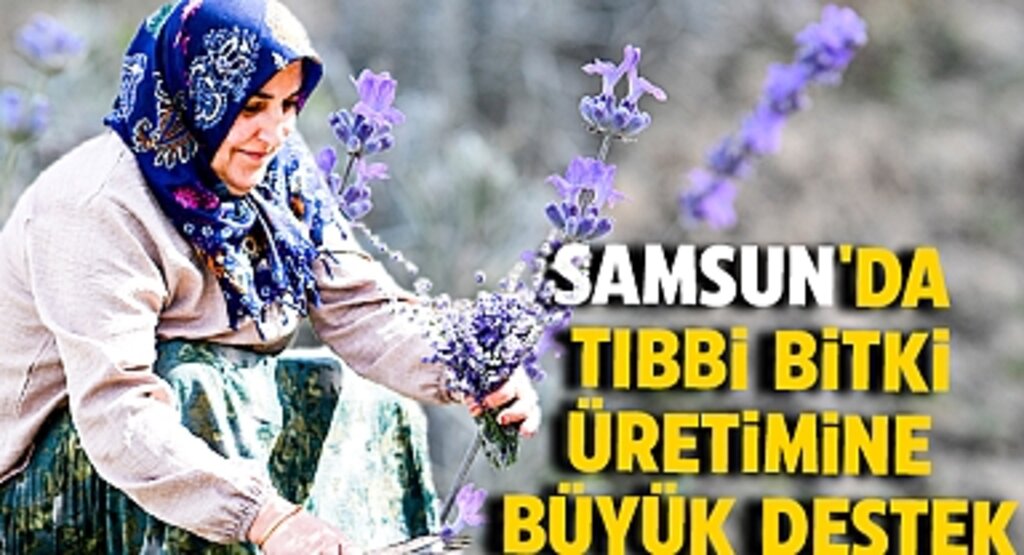 Samsun'da Tıbbi Bitki Üretimine Büyük Destek