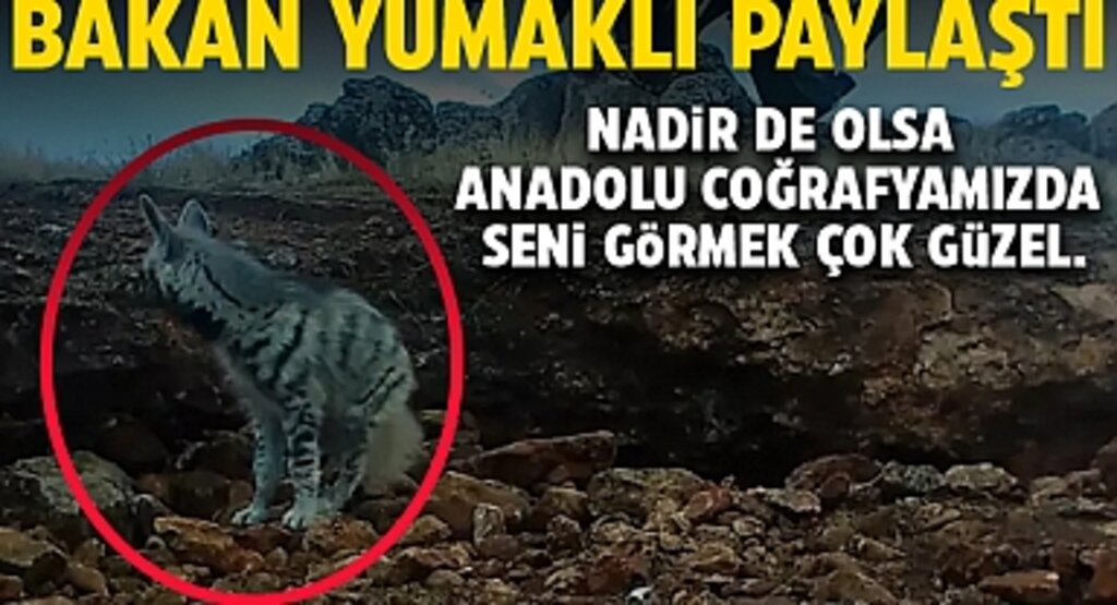 Bakan Yumaklı Paylaştı: Çizgili Sırtlan Anadolu'da Görüntülendi!