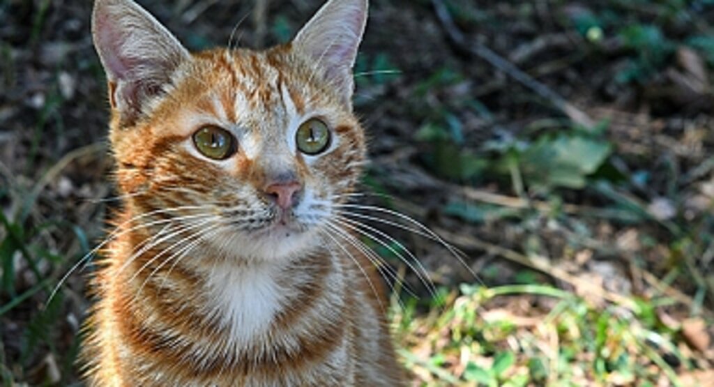 Samsun’da 507 Can Dostu Yeni Ailesine Kavuştu: 2023 Yılı Sahiplendirme Raporu