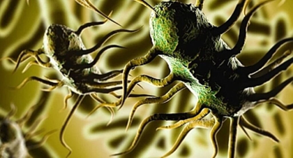 Listeria Virüsü Nedir? Gıdalar Üzerinden Nasıl Bulaşır?