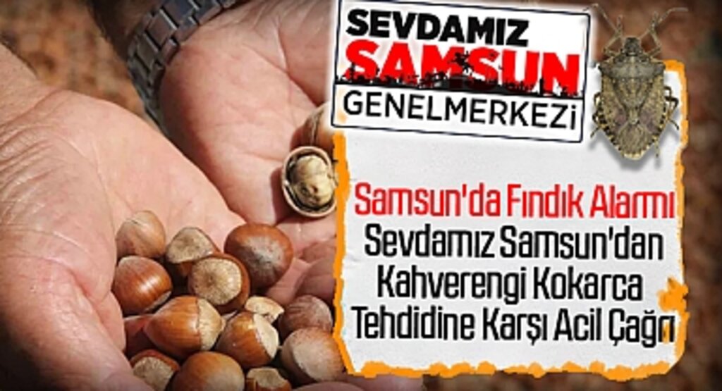 Samsun'da Fındık Alarmı: Sevdamız Samsun'dan Kahverengi Kokarca Tehdidine Karşı Acil Çağrı
