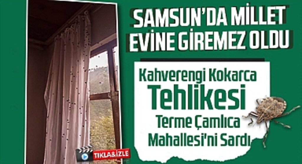 Kahverengi Kokarca Tehlikesi Terme Çamlıca Mahallesi'ni Sardı
