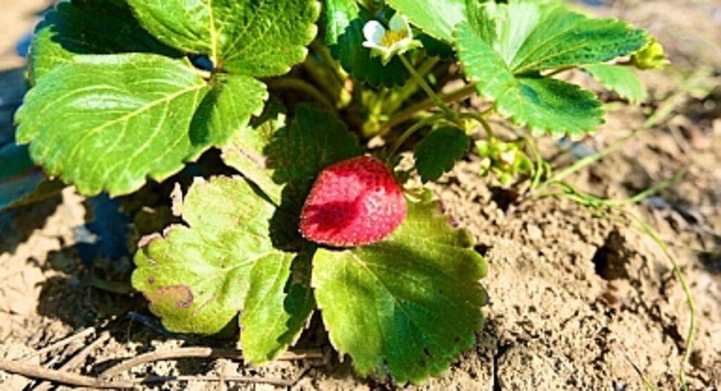 Samsun Büyükşehir’den Üreticiye 1,6 Milyon Çilek Fidesi Desteği