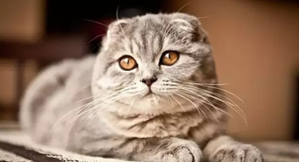 Scottish Fold ve Sphynx Kediler İçin 2026’da Yeni Düzenleme