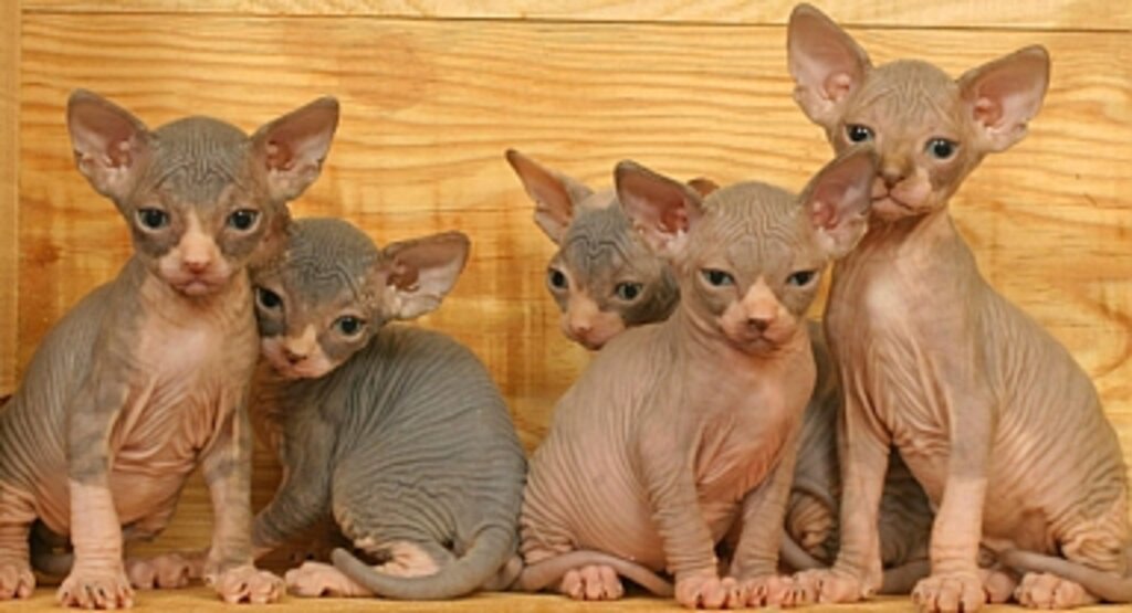 Sphynx Kedileri Neden Yasaklanıyor?