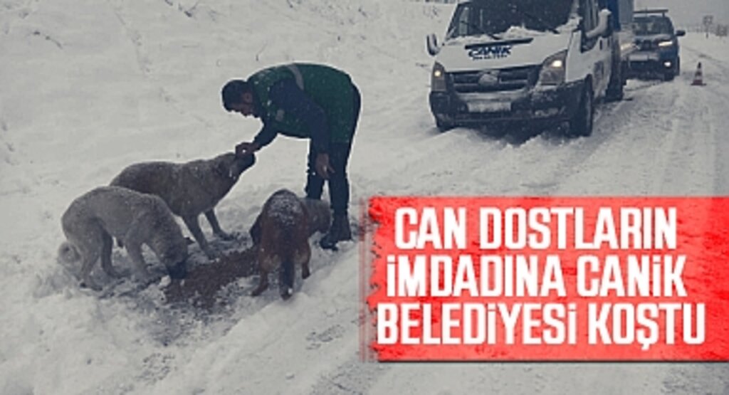 Canik Belediyesi’nden Sokak Hayvanlarına Kış Desteği