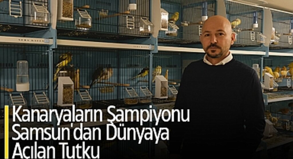 Kanaryaların Şampiyonu: Samsun'dan Dünyaya Açılan Tutku
