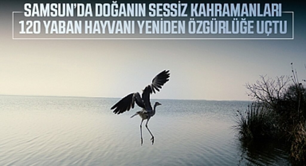 Samsun'da Doğanın Sessiz Kahramanları: 120 Yaban Hayvanı Yeniden Özgürlüğe Uçtu