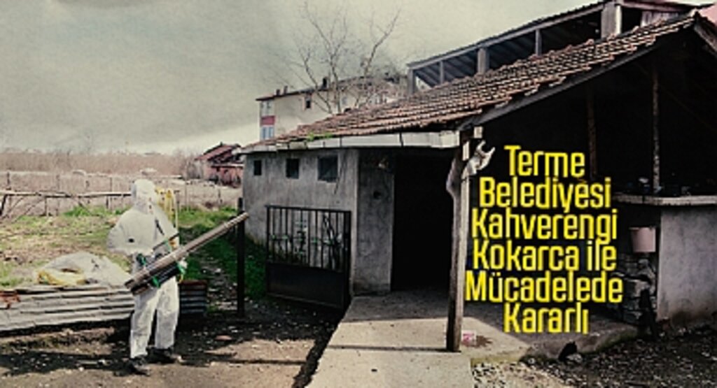 Terme Belediyesi Kahverengi Kokarca ile Mücadelede Kararlı