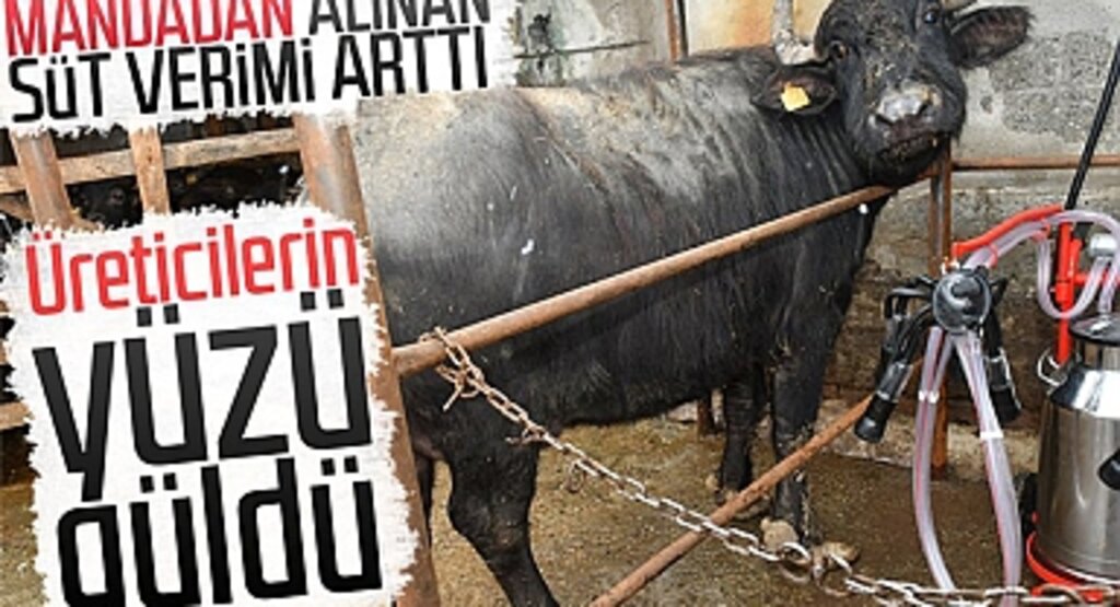 Samsun'da Manda Üreticisine Büyükşehir Desteği: Sağım Artıyor, Kazanç Katlanıyor