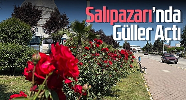 Salıpazarı Güllerle Renklendi: Belediye Serasında Yetiştirilen Çiçekler İlçeye Güzellik Kattı