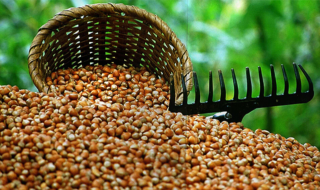 Samsun’da Fındık 348 TL’yi Gördü: Serbest Piyasada Güncel Fiyat Tablosu