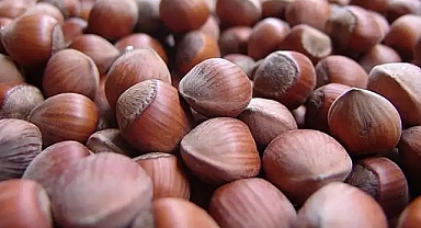 Samsun'da Fındık Fiyatları Yükseliyor mu? 6 Kasım 2025 Güncel Durum