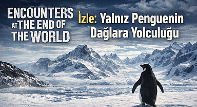 Encounters at the End of the World İzle: Yalnız Penguenin Dağlara Yolculuğu