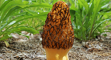 Morel Mantarı Nedir, Nerede Yetişir ve Neden Bu Kadar Değerli?