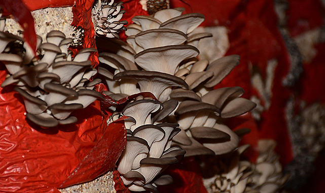 Kadınların Kurduğu Kooperatif Büyüyor: Terme Mantarı Türkiye Pazarına Açıldı