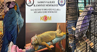 Samsun’da Egzotik Hayvan Operasyonu: İlkadım’da İguana ve Papağanlar Kurtarıldı