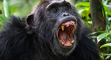 Alfa Erkeğin Güç Kaybı ve Bölünme: Şempanze Grupları Arasındaki Kanlı Rekabet