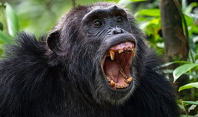 Alfa Erkeğin Güç Kaybı ve Bölünme: Şempanze Grupları Arasındaki Kanlı Rekabet