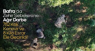 Bafra’da Zehir Şebekesine Ağır Darbe: 782 Kök Kenevir ve 8 Kilo Esrar Ele Geçirildi!