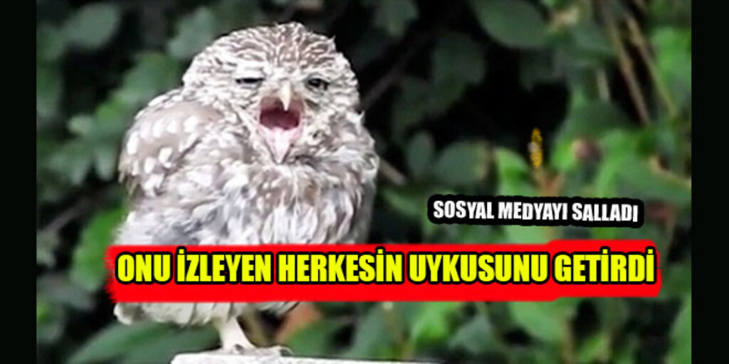 Uykusu Gelmiş Sevimli Yavru Baykuş