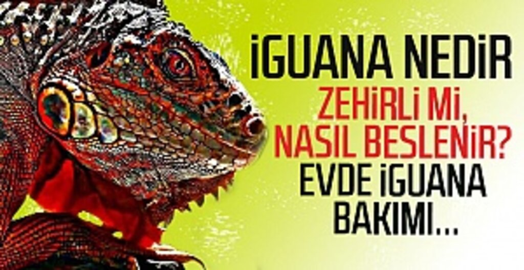 İguana evde beslenir mi? İguana bakım