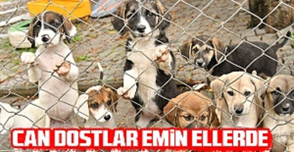 Can dostlar emin ellerde