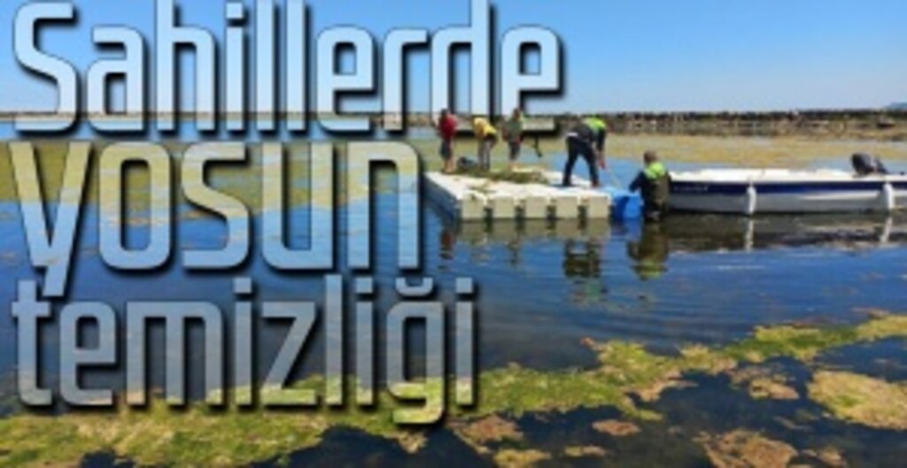 Sahillerde yosun temizliği
