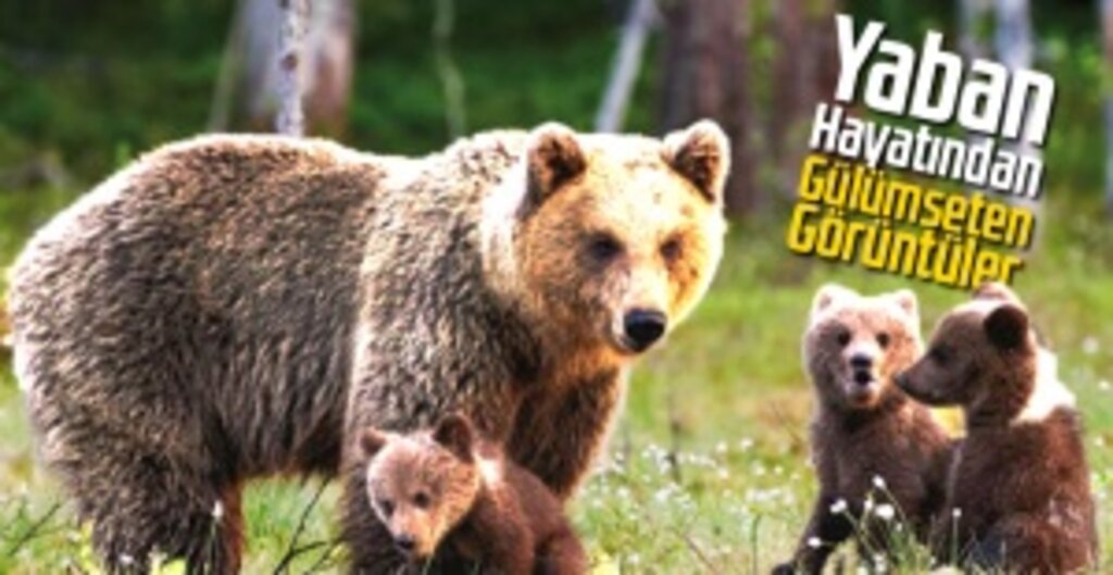 Artvin'de Anne Ayı ve Yavrularının Foto Kapandaki Eğlenceli Görüntüleri Yüzleri Güldürdü!