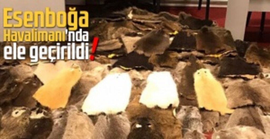 Esenboğa Havalimanı’nda 800 Bin Lira Değerinde Kunduz Postu Ele Geçirildi