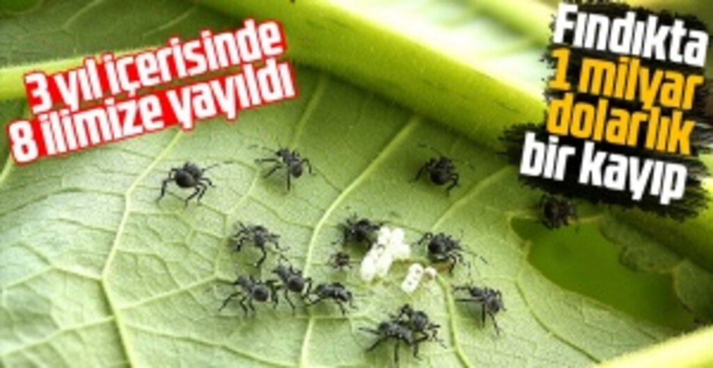 Kahverengi Kokarca Tarımı Tehdit Ediyor: Sadece Fındıkta 1 Milyar Dolarlık Kayıp