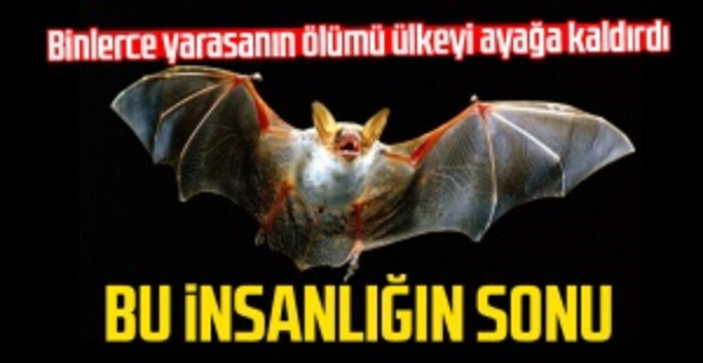 İsrail'de Gizemli Yarasa Ölümleri Panik Yarattı: İnsanlığın Sonu Mu?